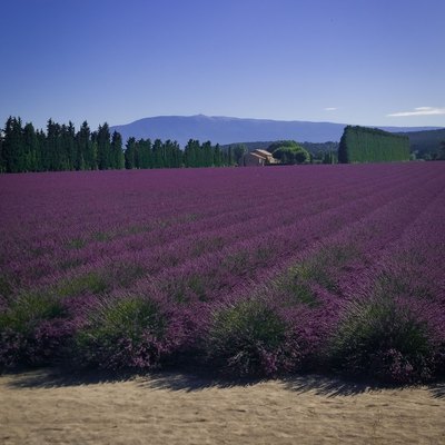 Vaucluse